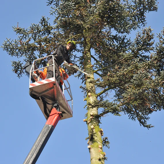 Arborist Services