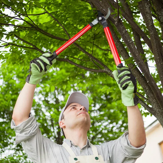 Tree trimming & pruning
