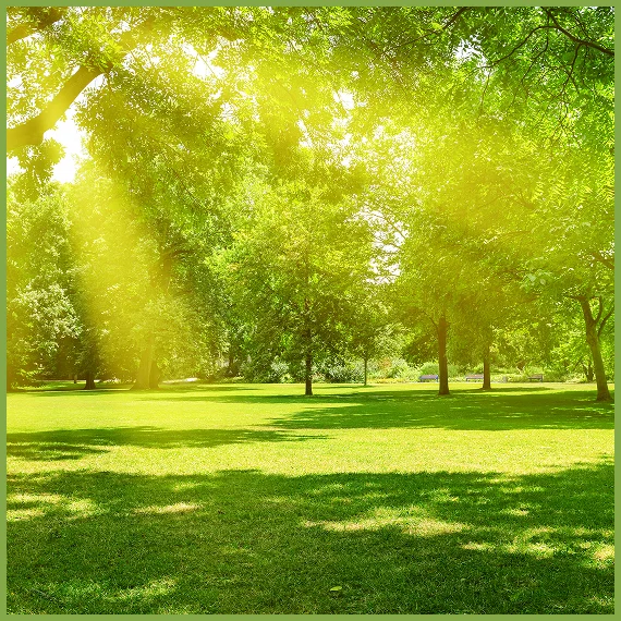 Certified Arborist Texas