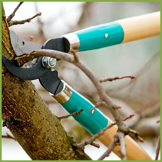 Seasonal Tree Maintenance & Shape Trimming