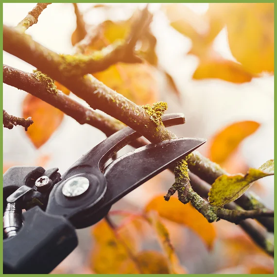 Expert Tree Trimming & Limb Thinning in Dripping Springs