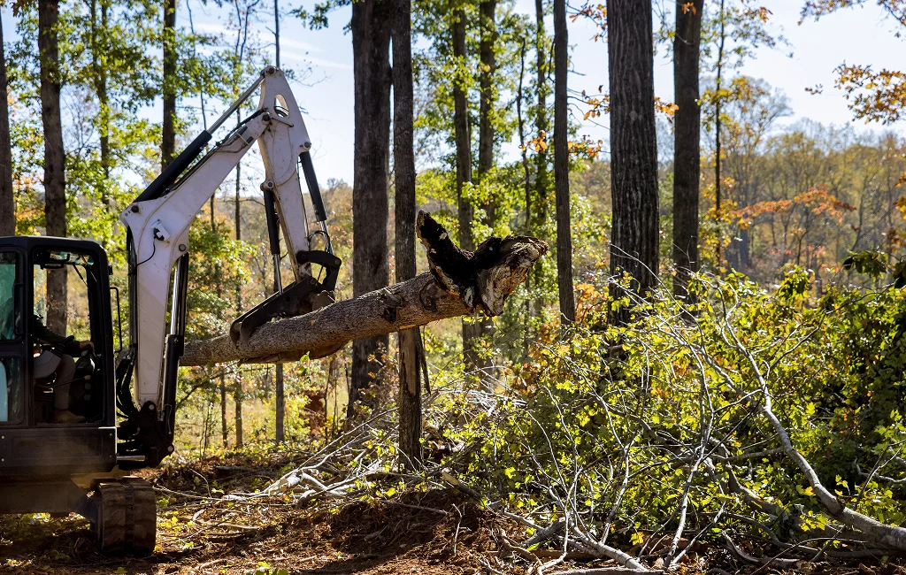 Tree Removal Dripping Springs