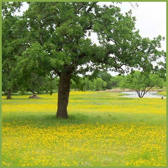 Need Emergency Tree Removal Services?