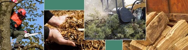 Expert Tree Removal Services in Spicewood, Dripping Springs, Johnson City, and Wimberley, TX