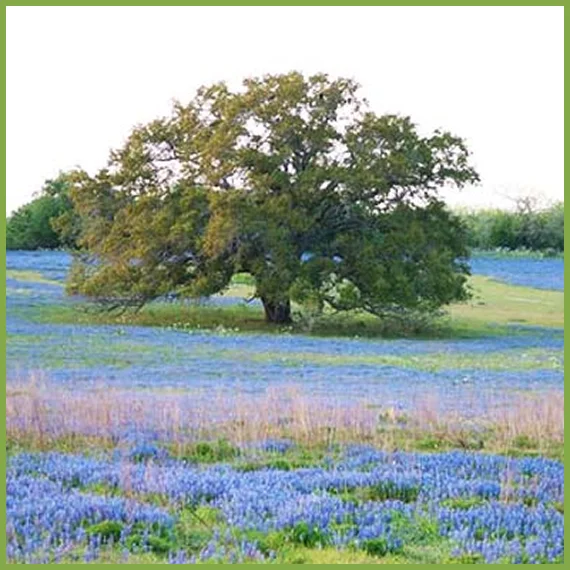 Need Emergency Tree Removal Services?