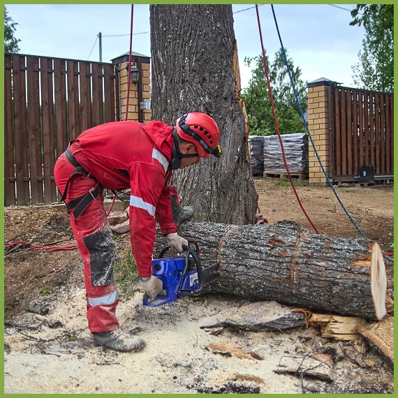 Everything Included in Our Professional Tree Removal Services