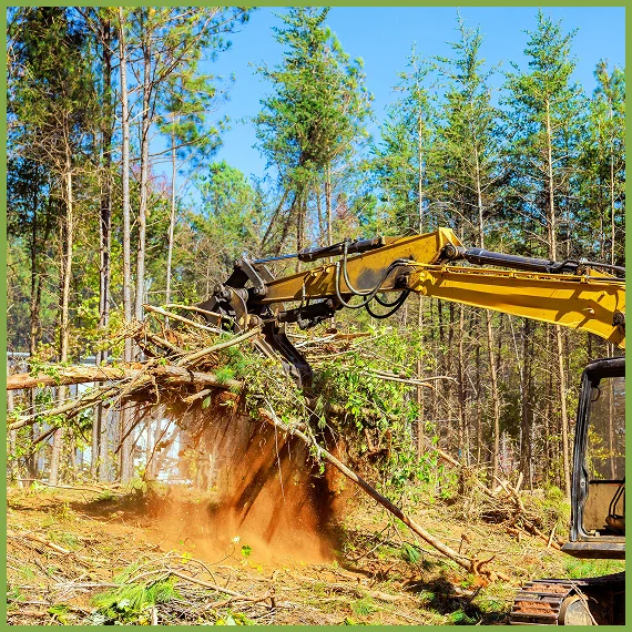 Professional Tree Removal Services
