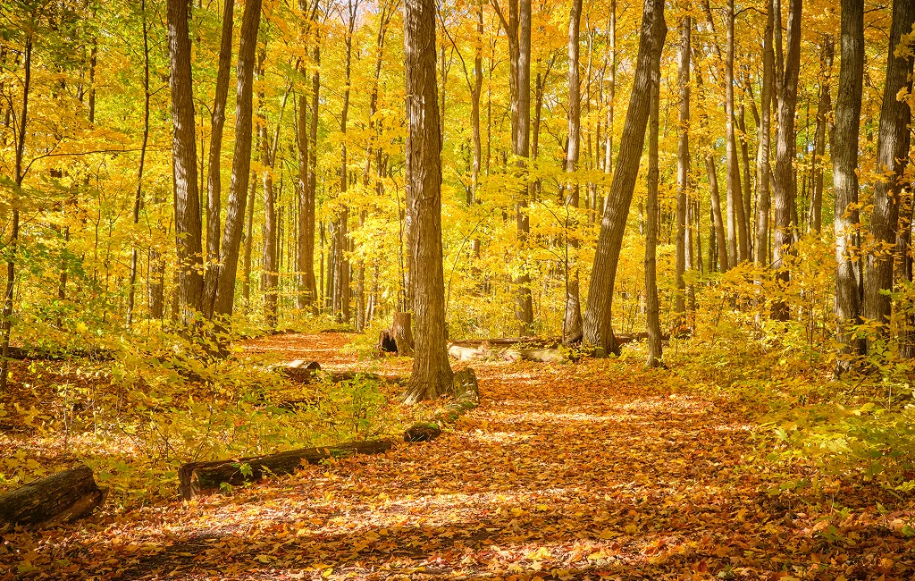 Emergency Tree Services