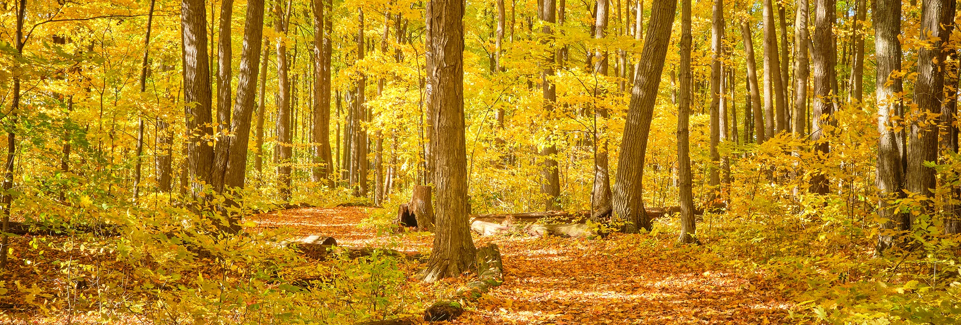 Emergency Tree Services