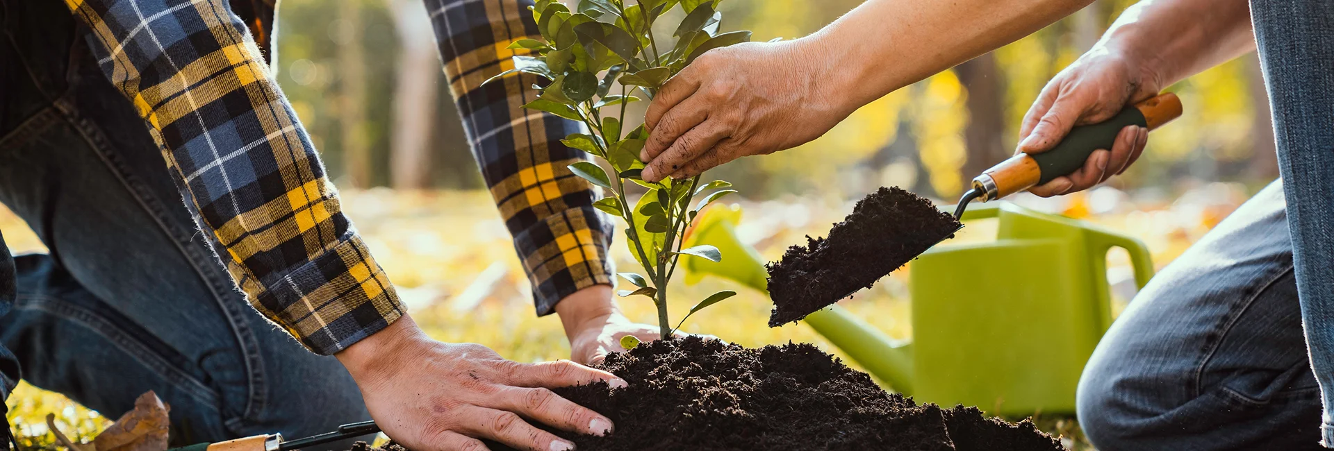 Tree Fertilization Services