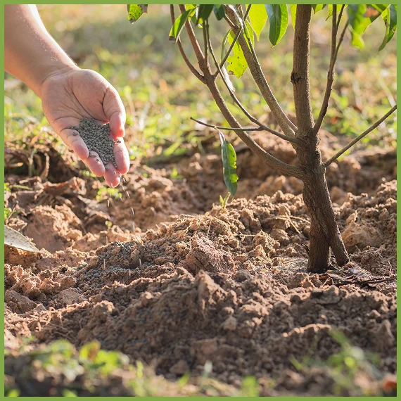 Soil Nutrient Management for Trees
