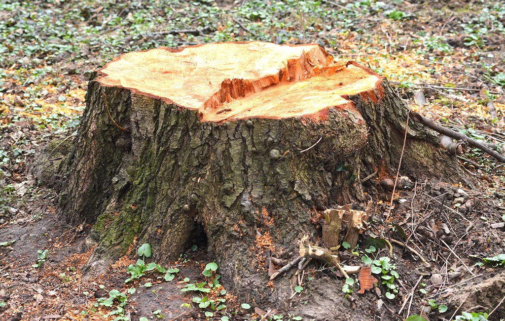 Stump Grinding Texas