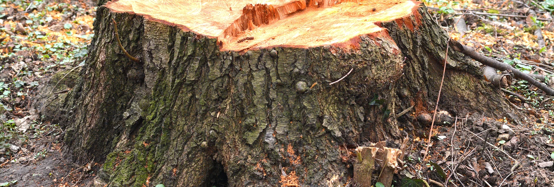 Stump Grinding Texas