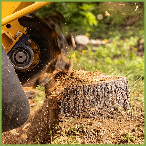 Professional Stump Grinding for Safe and Usable Spaces