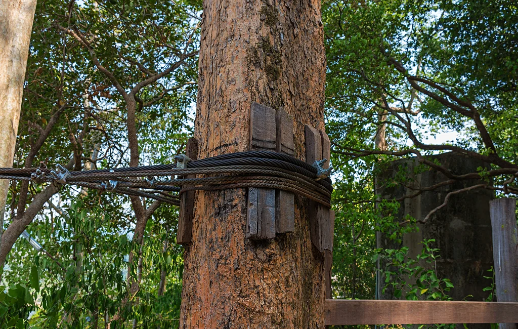 Tree Cabling Services