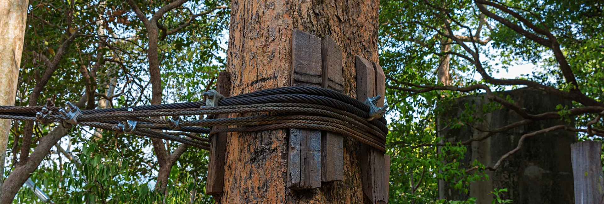 Tree Cabling Services