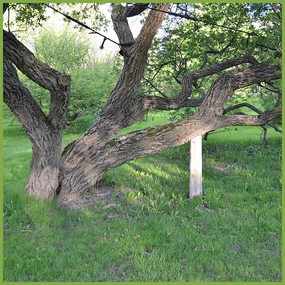 Tree Cabling Services