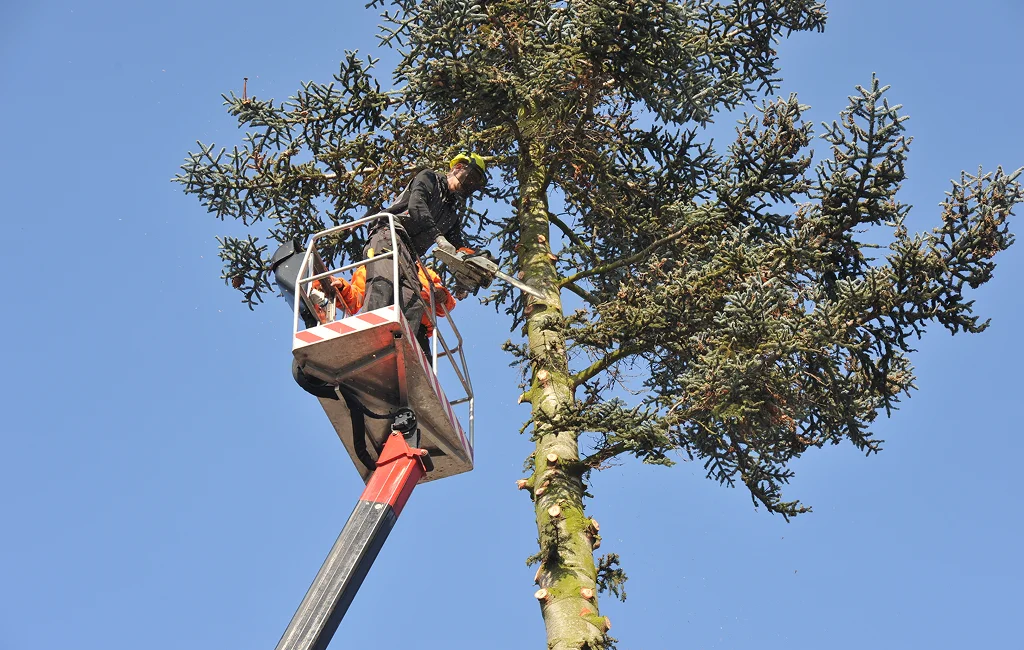 Arborist Dripping Springs