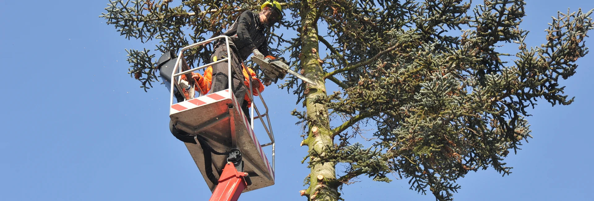 Arborist Dripping Springs