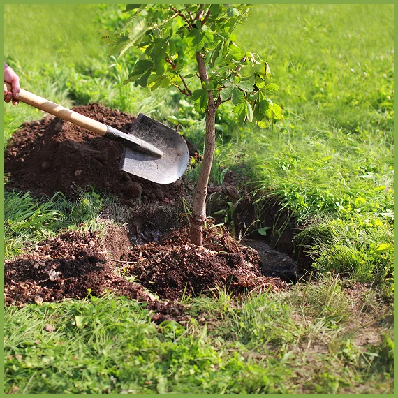 Professional Tree Care Services