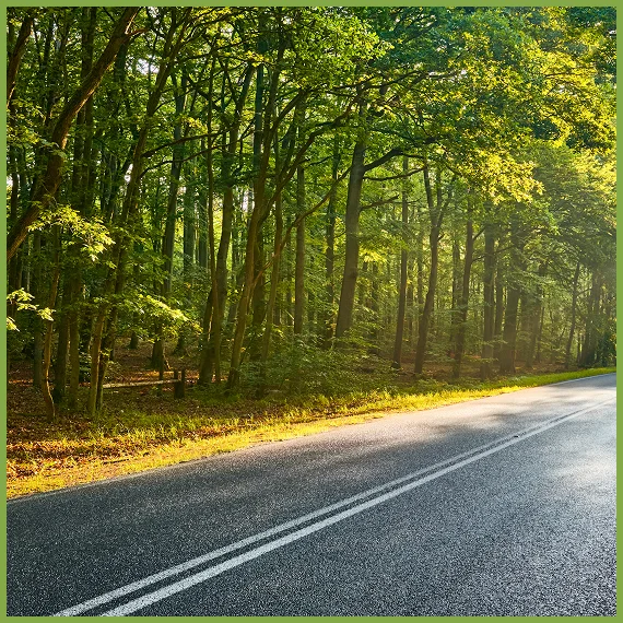 Professional Tree Care Services