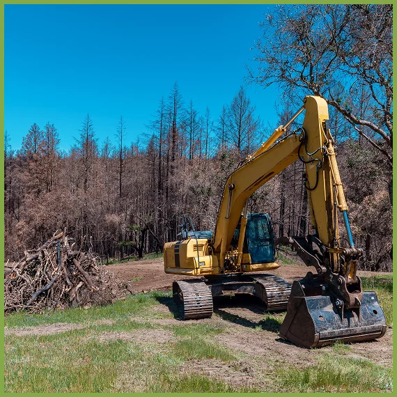 Professional Tree Care Services