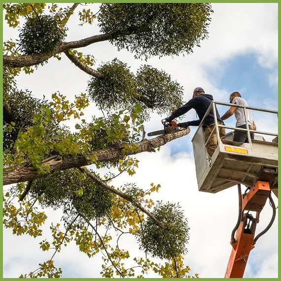 Professional Tree Care Services