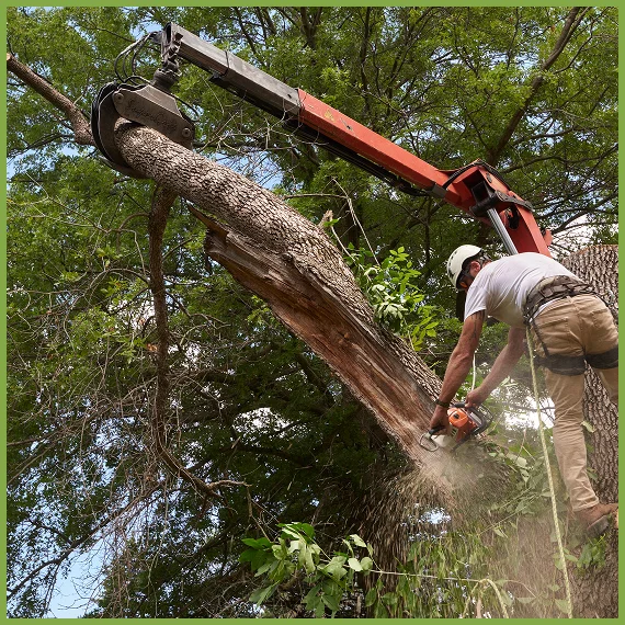 Professional Tree Care Services