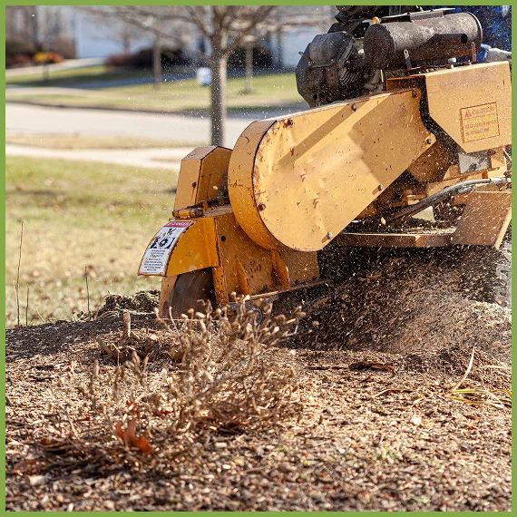 Professional Tree Care Services