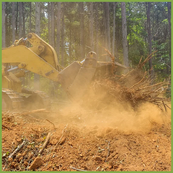 Professional Tree Care Services