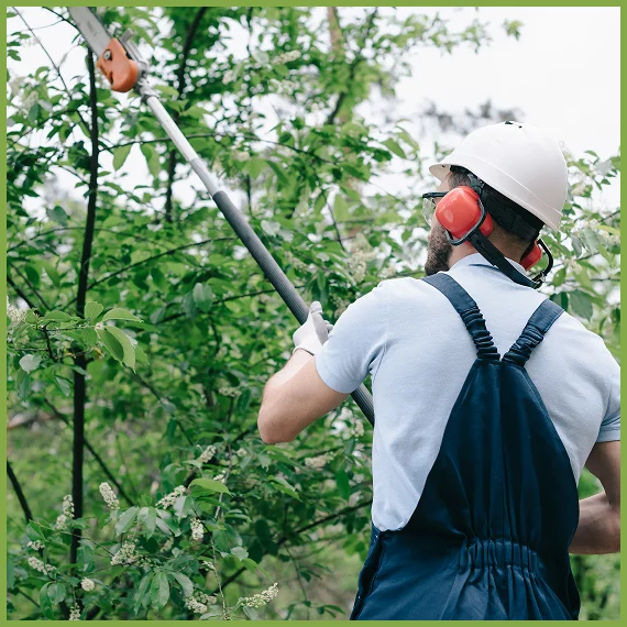 Professional Tree Care Services
