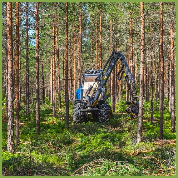 Professional Tree Care Services