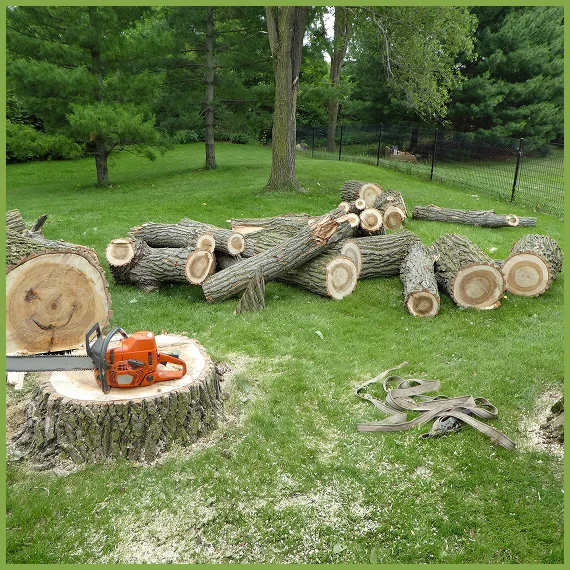 Professional Tree Care Services