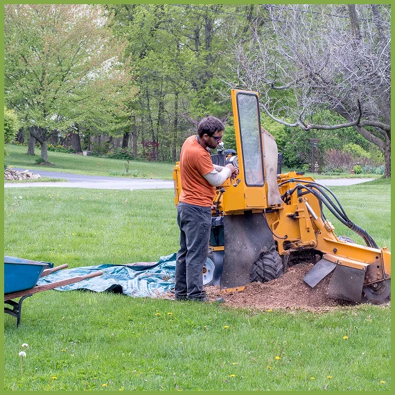 Professional Tree Care Services