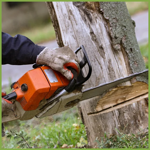 Professional Tree Care Services
