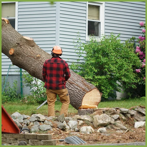 Professional Tree Care Services