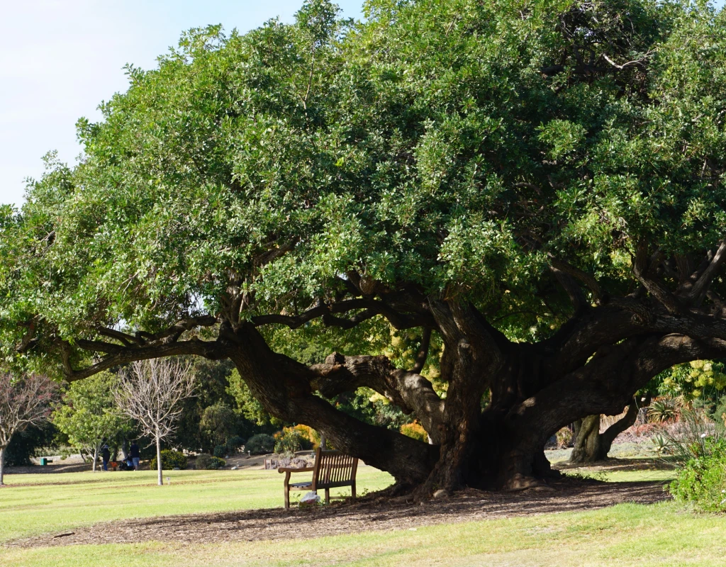 Arborist Dripping Springs