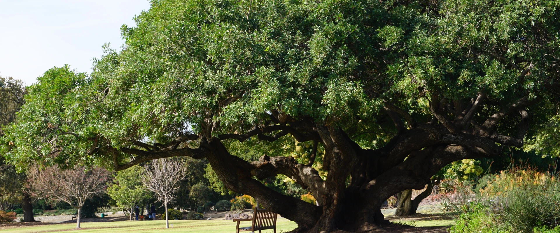 Arborist Dripping Springs