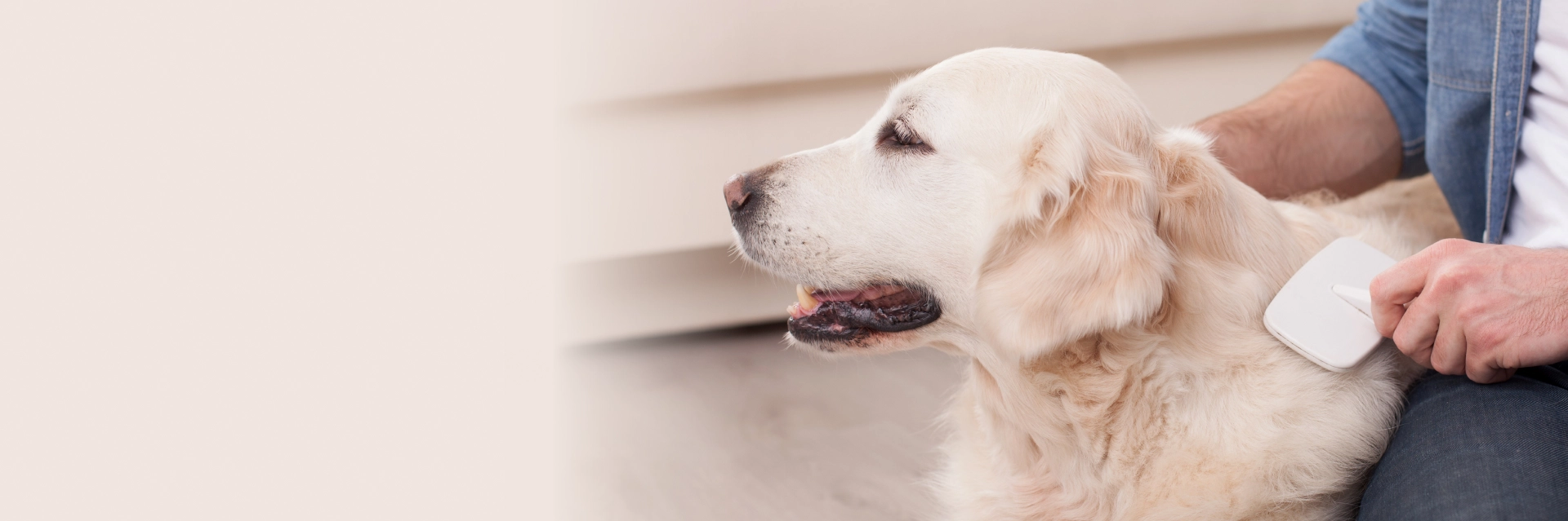 Dog Desensitization