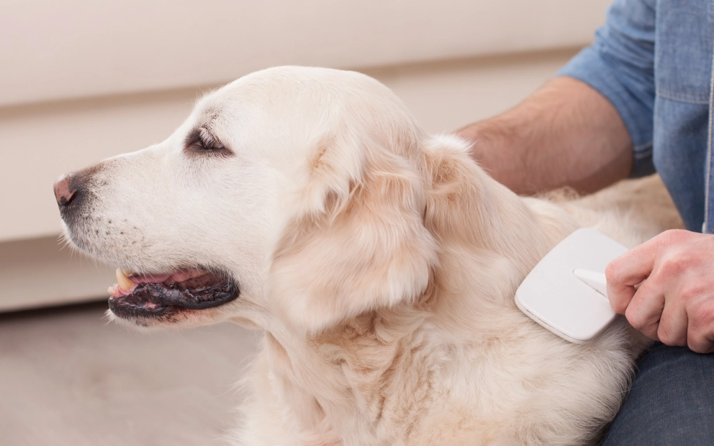 Dog Desensitization
