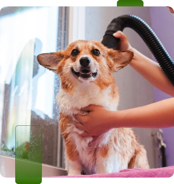 Happy Dog Grooming