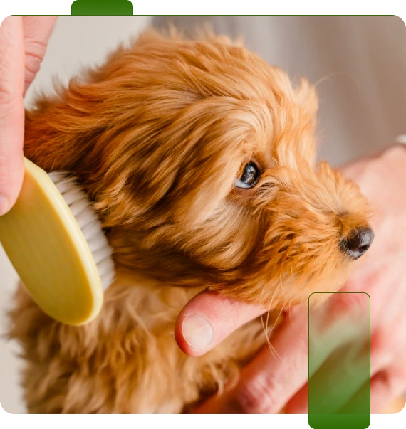 Grooming For Anxious Dogs