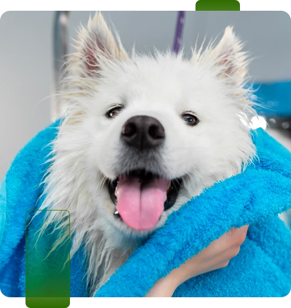 Dog Grooming Chattanooga