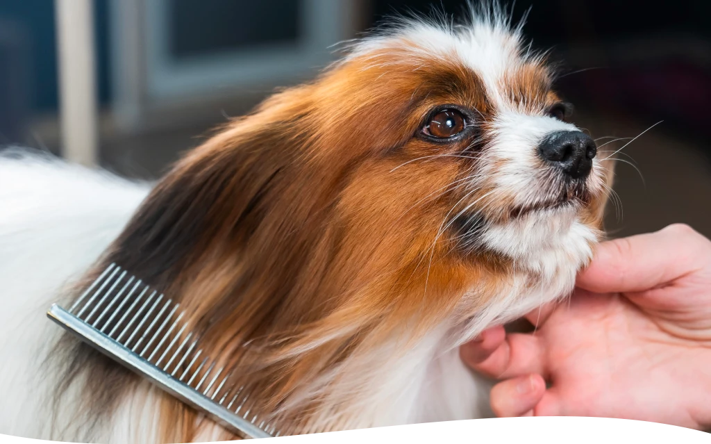 high touch grooming