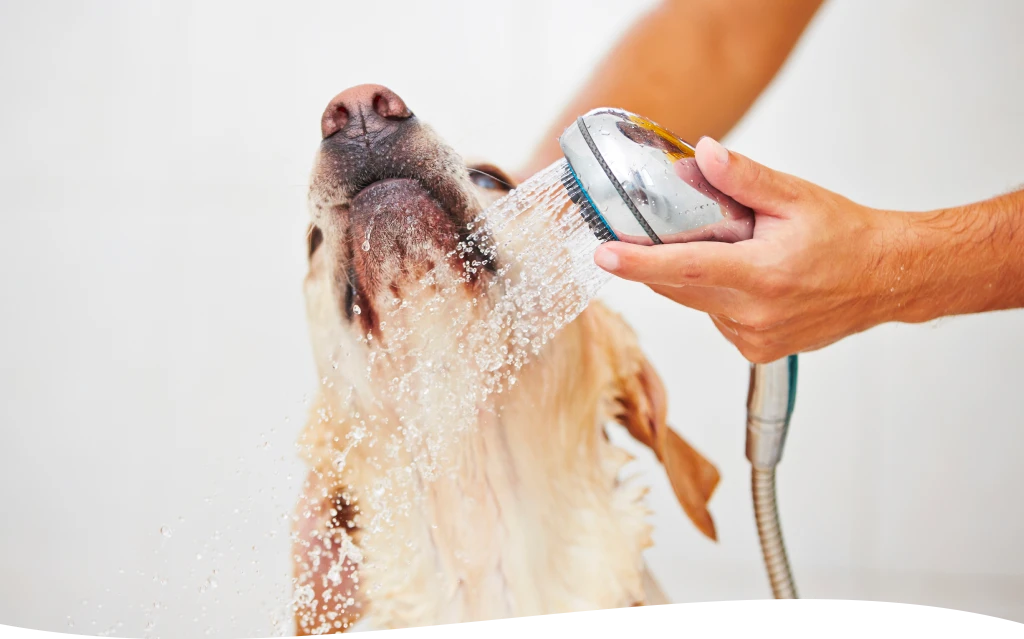 Deluxe Dog Wash

