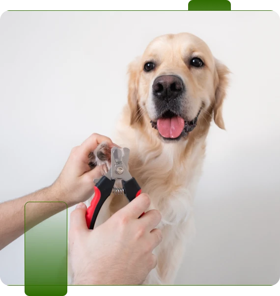 Deluxe Dog Wash