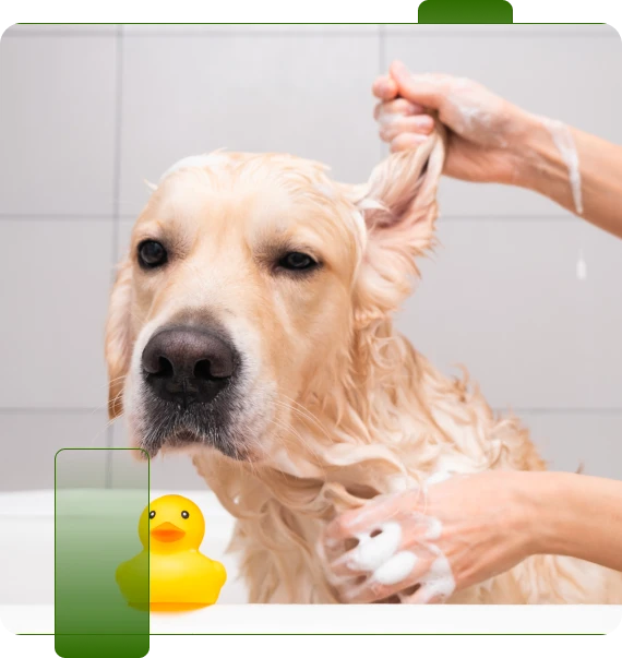 Deluxe Dog Wash
