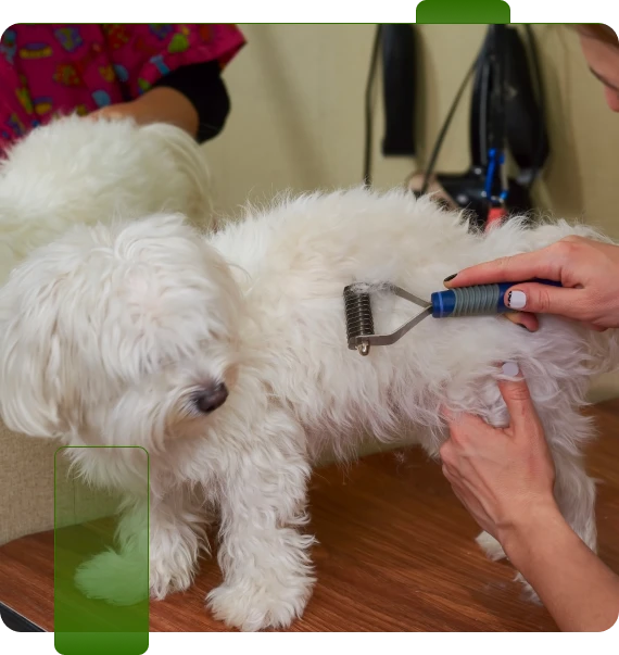 dog grooming cost​