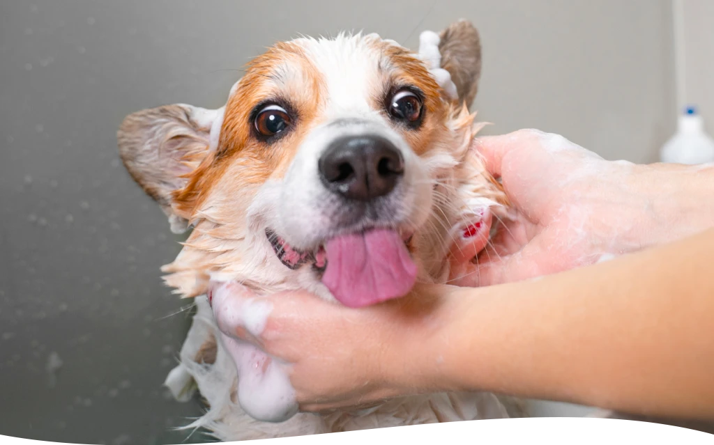 fear free grooming
