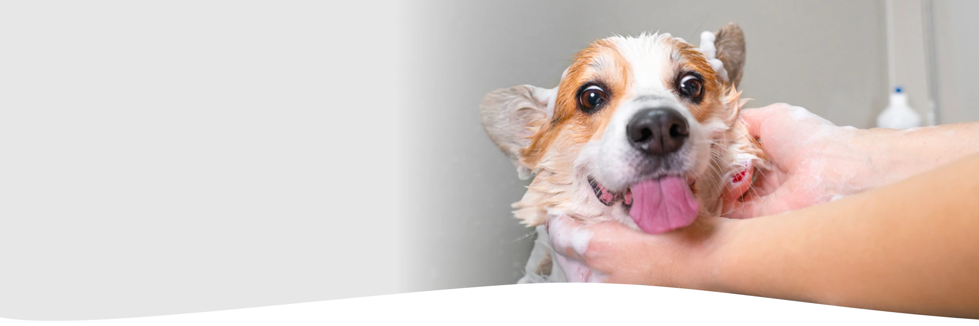fear free grooming